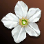 Augustina's Essence Lv. 2 (Time-limited)