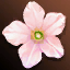 Package: Cherry Blossom Petal (1000 pcs.) (Time-limited)